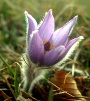 Pulsatilla Grandis, the rare species flowering on the mountain meadows is threatened by visitors.